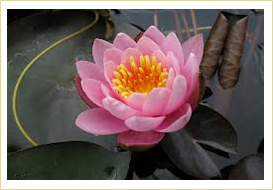 Miniature Water lily