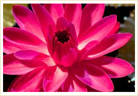 Night Blooming Pink Water Lily