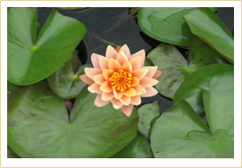 Orange Water Lily