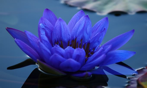 http://indiannursery.in/aquatic_plants/image/big/Blue-Water-Lily.jpg