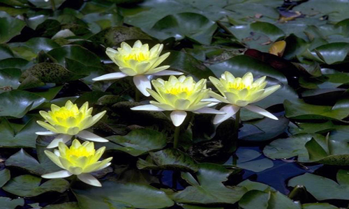 Miniature Water lily