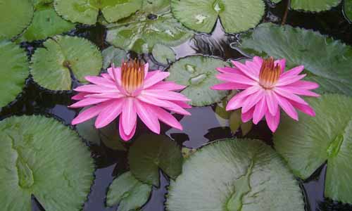 Night Blooming Water Lily(Pool plants)