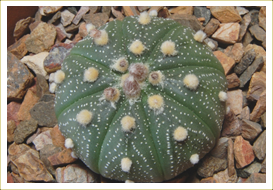 Astrophytum Cactus