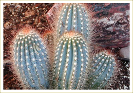 Austrocephalocereus Cactus