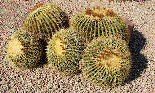 Echinocactus Cactus