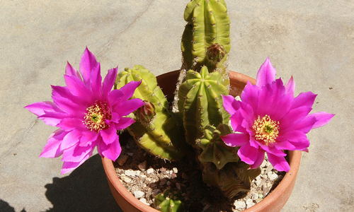 Echinocereus Moricalii Cactus