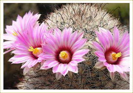 Mammillaria Tetrancistra Cactus