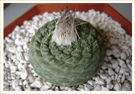 Strombocactus Disciformis Cactus