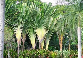 TRAVELLERS PALM