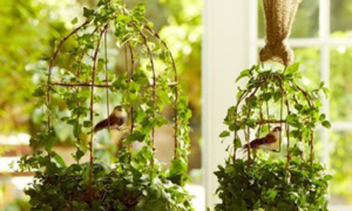 Birdcage Ivy Plant