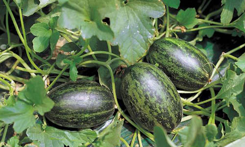 Water Melon Plants