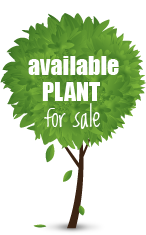 Our Available Plants - IndianNursery.in
