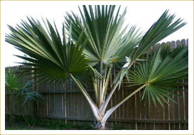 Latania Palm