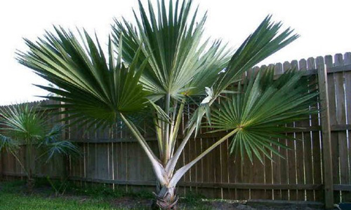 Latania Palm