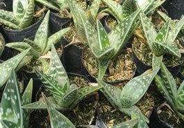 Aloe Variegata