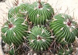Echinofossulo Cactus