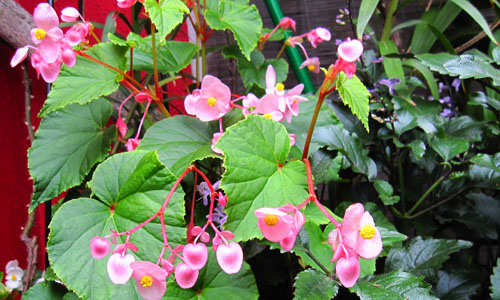  Indian  Nursery Begonia Exporter seller and Supplier in 